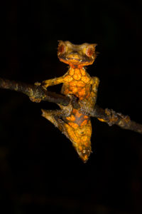 Uroplatus phantasticus aus Ranomafana