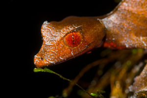 Uroplatus phantasticus aus Ranomafana