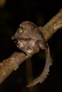 Uroplatus phantasticus 