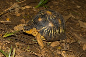 Astrochelys radiata Jungtier auf Nosy Komba