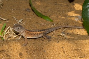 Weiblicher Sandleguan