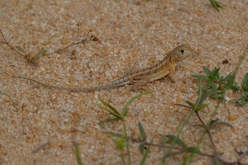 Chalarodon madagascariensis 6 MADAMAGAZINE