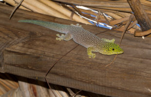 Phelsuma standingi