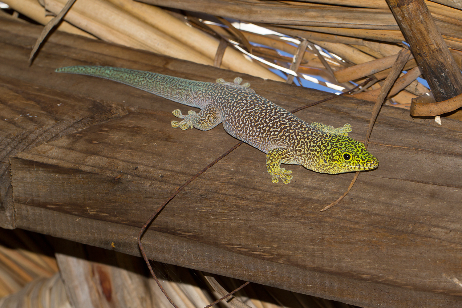 Standing's day gecko MadaMagazine