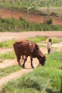 Zebu-Milchkuh-Mischling nahe Antananarivo