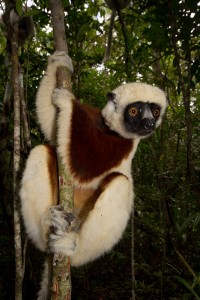 Coquerel Sifakas