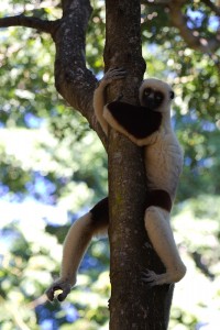 Coquerel-Sifakas