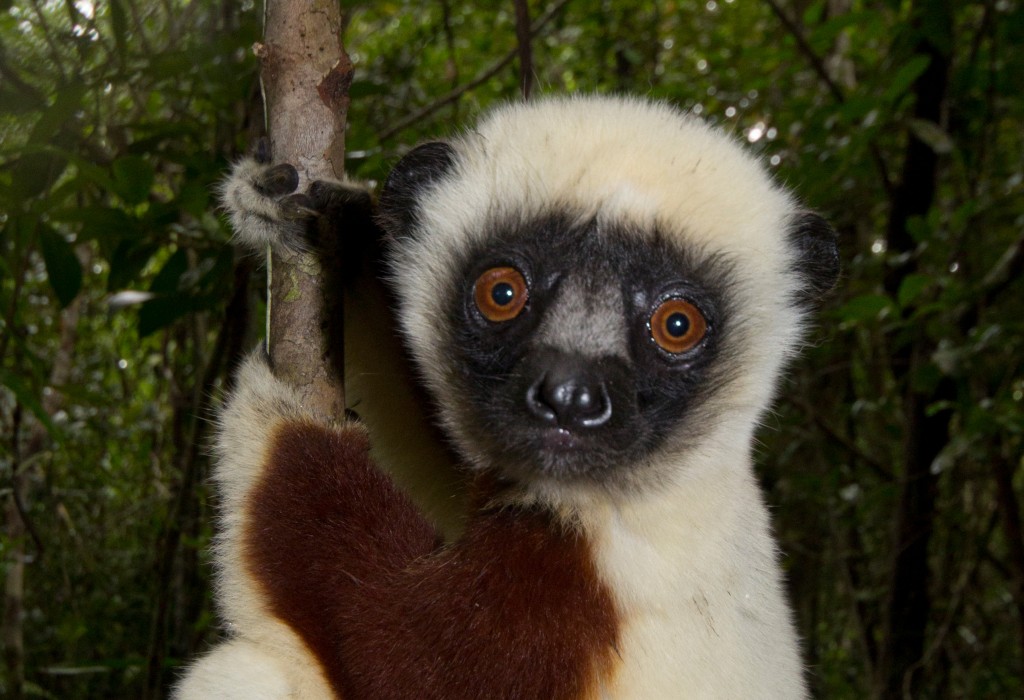 Coquerel-Sifakas