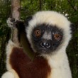 Coquerel-Sifakas