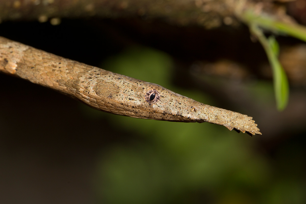 The Malagasy leaf-nosed snake - MadaMagazine