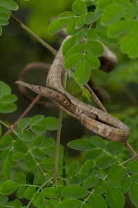 Langaha madagascariensis 5