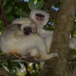 Seidensifaka im Marojejy Nationalpark