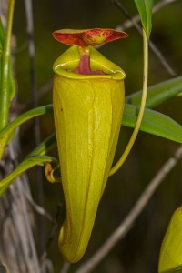 Nepenthes Kanne