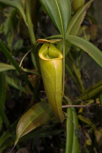 Nepenthes madagascariensis