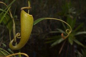 Nepenthes madagascariensis 