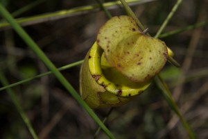 Nepenthes madagascariensis 