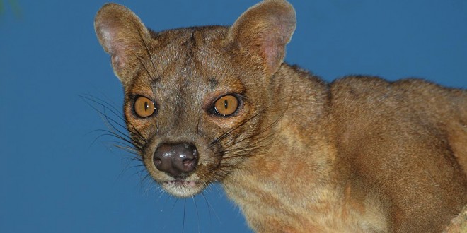 an extraordinary predator the fossa madamagazine