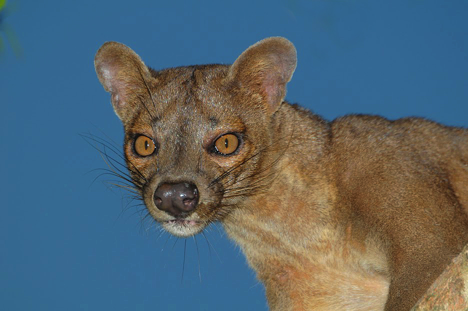 The cat-like Fossa is Madagascar's largest predator, but only grow...