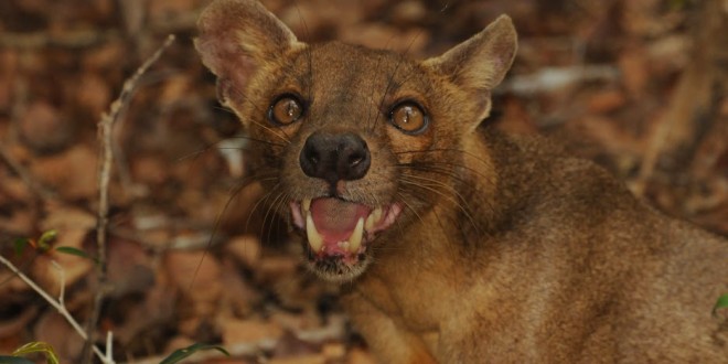 an extraordinary predator the fossa madamagazine