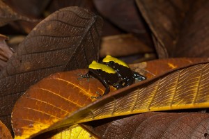 Mantella laevigata 