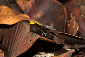 Mantella laevigata 