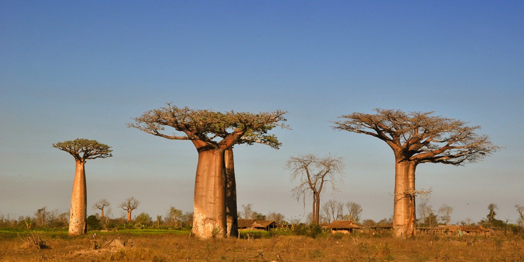 The Country Of Baobabs Madamagazine