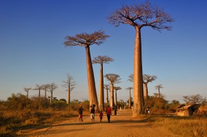 Baobab Adansonia grandidieri