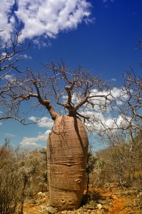 Baobab Adansonia rubrostipa