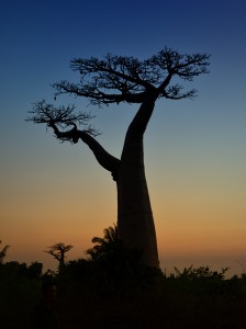 Baobabs Adansonia grandidieri Früchte