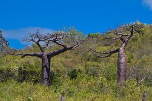 Baobabs Adansonia suarezensis