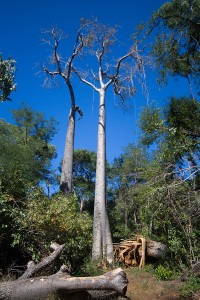 Baobabs