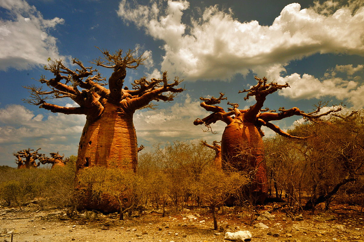 The Baobab Forest of Andavadoaka MADAMAGAZINE