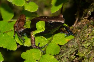 Mantella nigricans