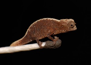 Brookesia micra