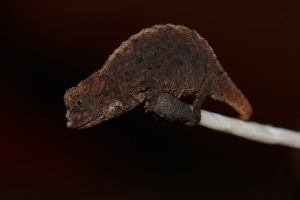 Brookesia micra