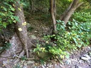 Brookesia micra Habitat