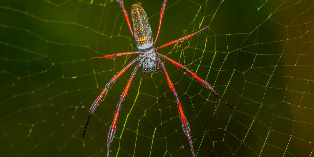 Black-legged Golden Silk Orb-web spider