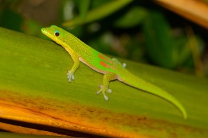 Phelsuma laticauda