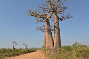 RN8 with Baobabs