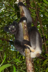 Indri indri