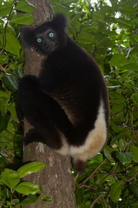 Indri blaue Augen