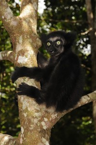 Indri baby