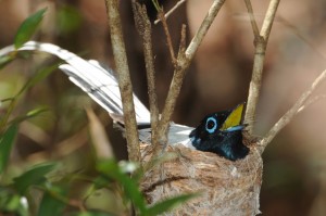 Paradise flycatcher