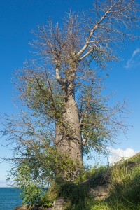 Baobab in Ankify