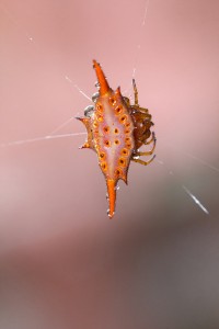 Gasteracantha versicolor