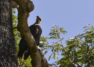 Madagaskar Seeadler