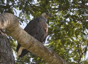 Madagaskar Seeadler