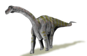 Rapetosaurus krausei