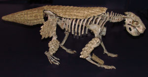 Simosuchus clarki