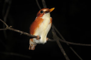 Corythornis madagascariensis 